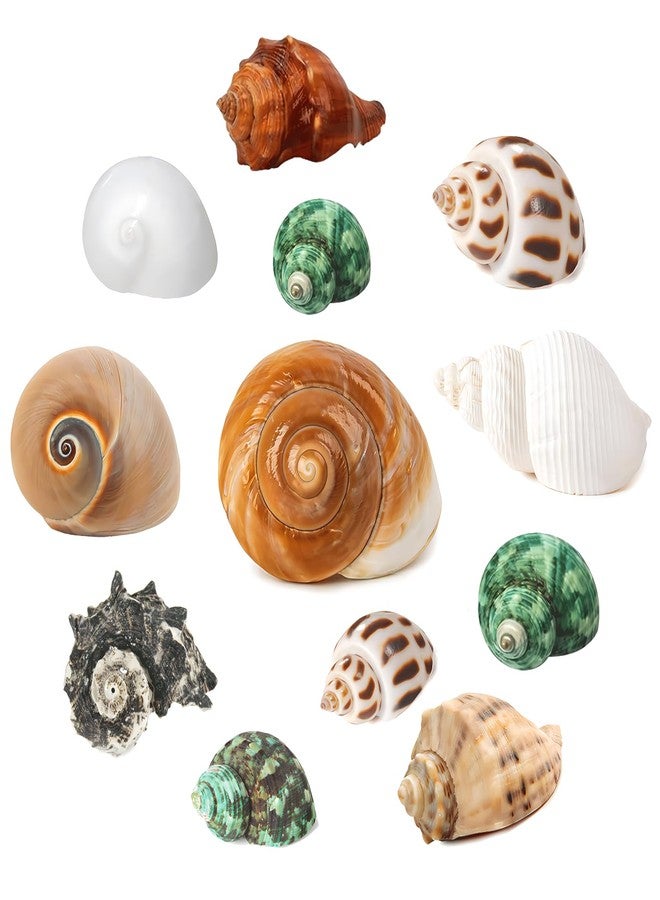Wanwanzi 12PCS Hermit Crab Shells | 1.6"-3.2" Natural Sea Conch Shells | Growth Turbo for Small, Medium&Large Crabs | Saltwater Hermit Crab Supplies | Sea Shell for Beach Decor - Image 1